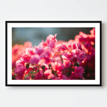 Load image into Gallery viewer, Sunset Bougainvillea
